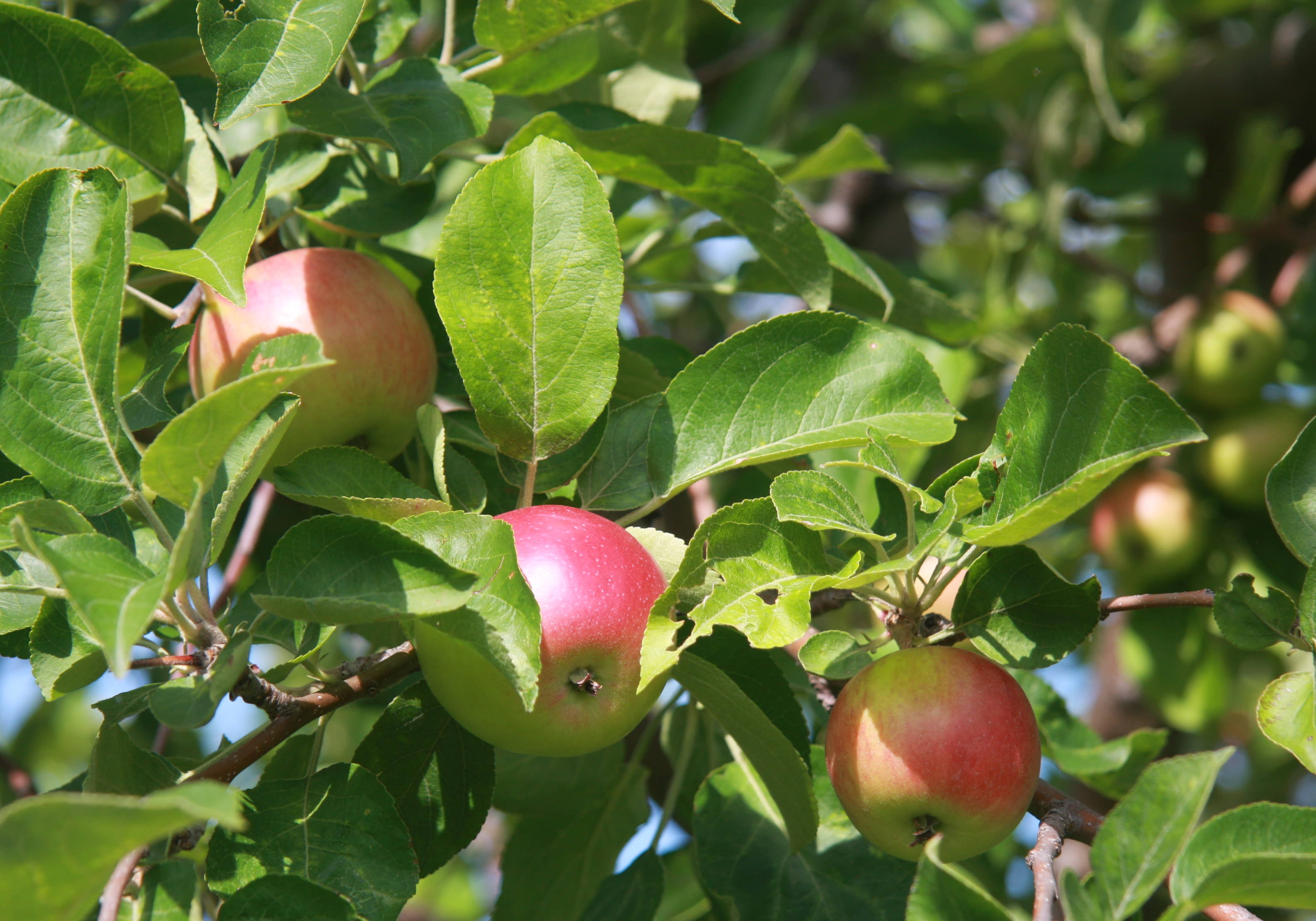 Attracted 2 Apples